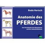 Anatomie des Pferdes.