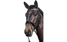 Zaumzeug, Reithalfter & Zubeh�r