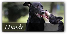 Themenshop Hunde
