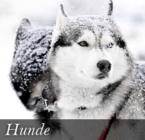 Themenshop Hunde