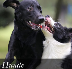 Hundebedarf