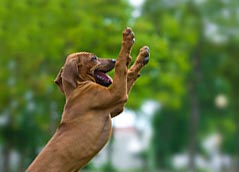 Hundebedarf